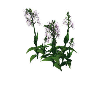 Flower Habenaria Medusa4 1